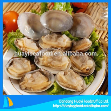 clam factory provide all size of frozen new landing short necked clam